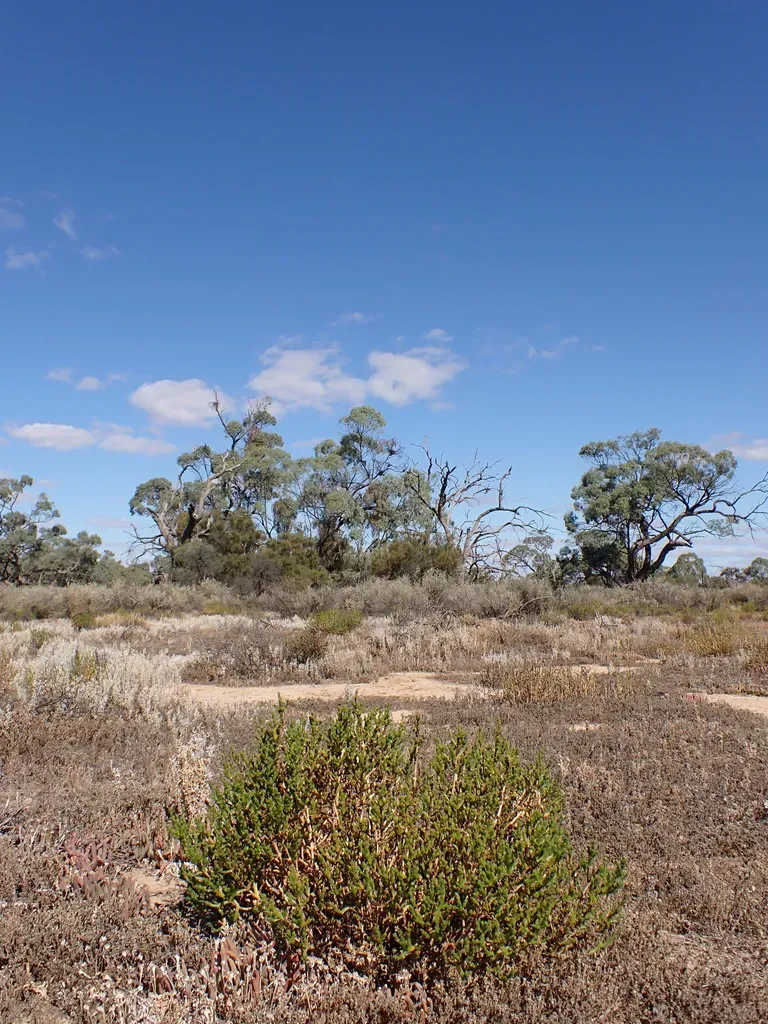 Desert Glasswort