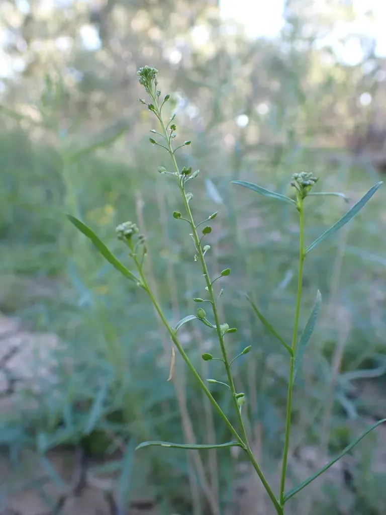 Lepidium Pseudohyssopifolium