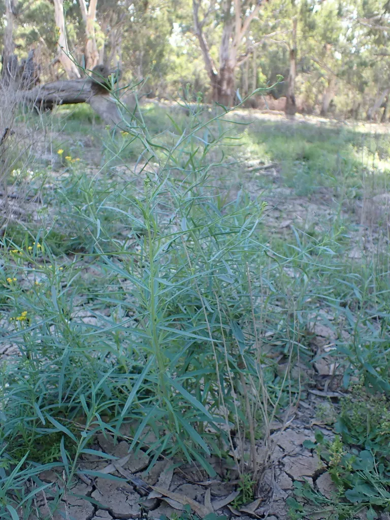 Bushy Groundsel