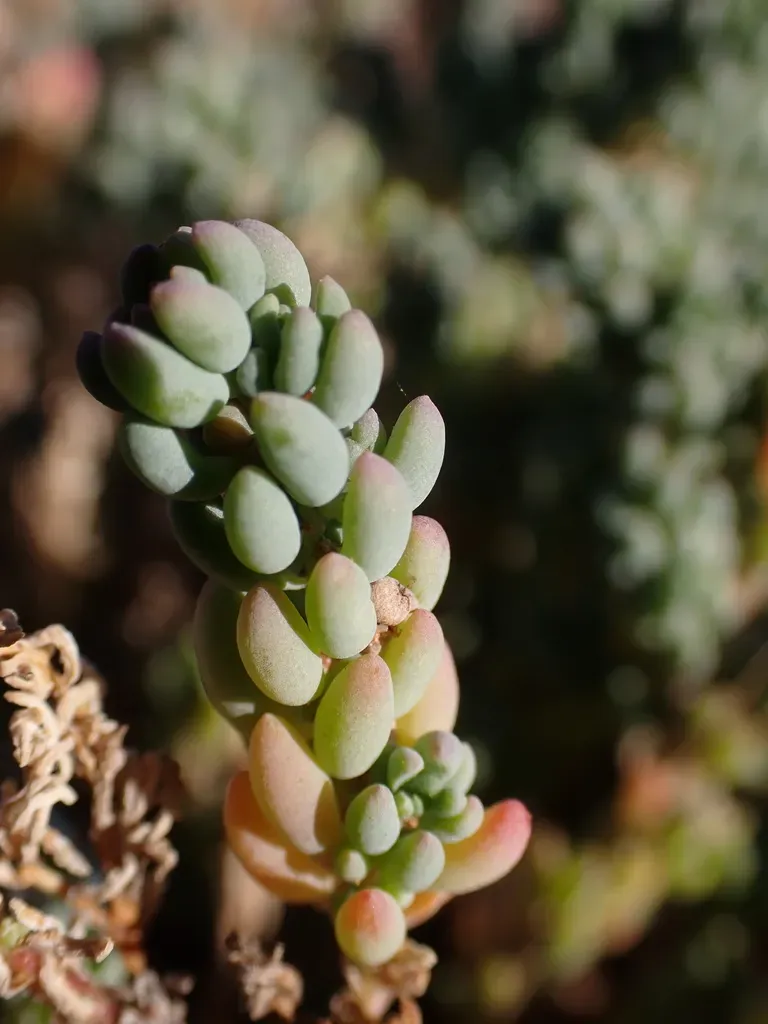 Osteocarpum Salsuginosum