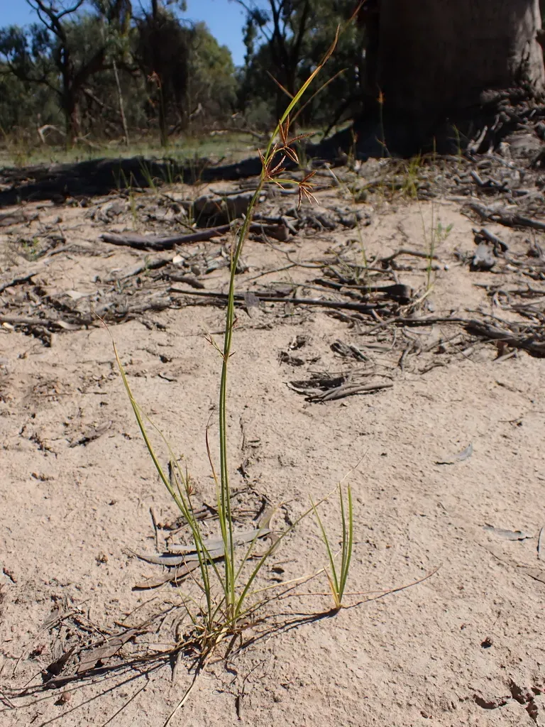 Cyperus Victoriensis