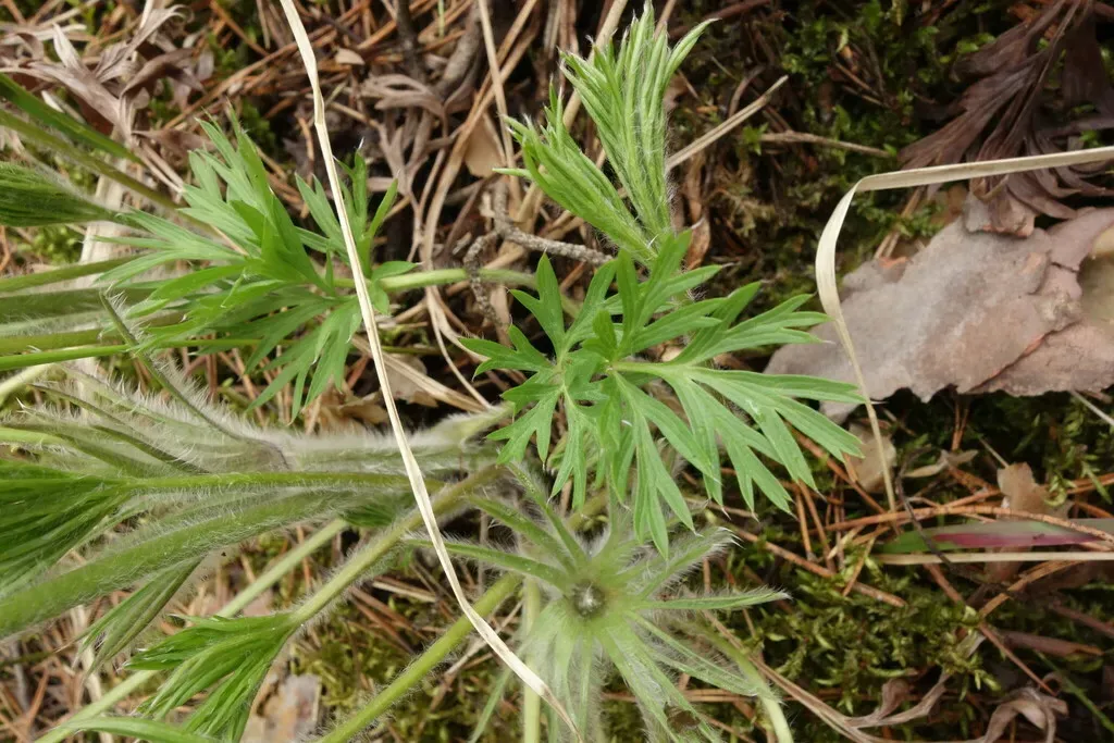 Pulsatilla × Wolfgangiana