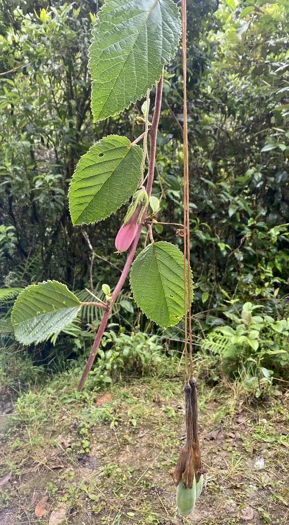 Passiflora Tenerifensis