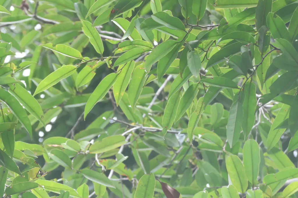 Dryobalanops Lanceolata