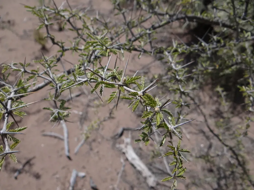 Plectrocarpa Tetracantha