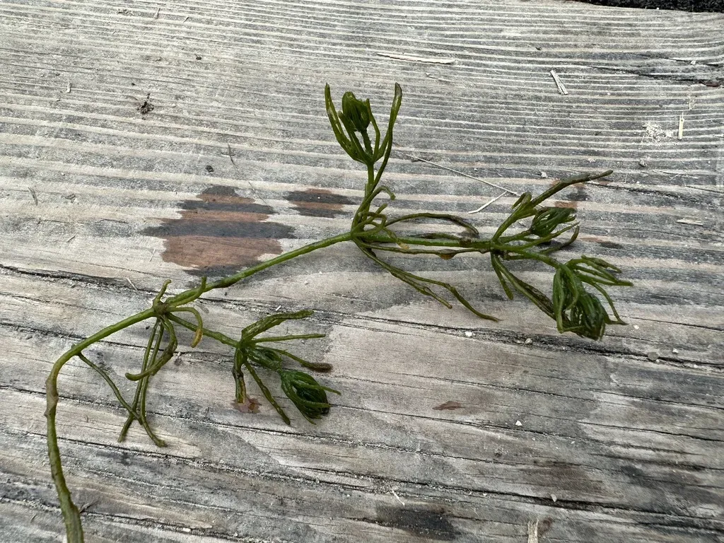 Bristly Stonewort