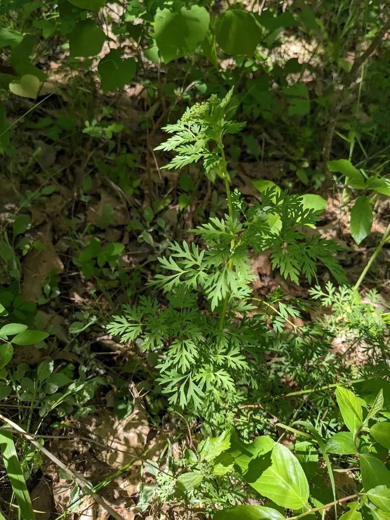 Cutleaf Meadowparsnip