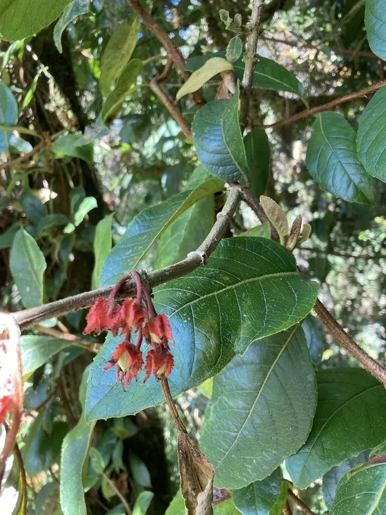 Glossoloma Ichthyoderma