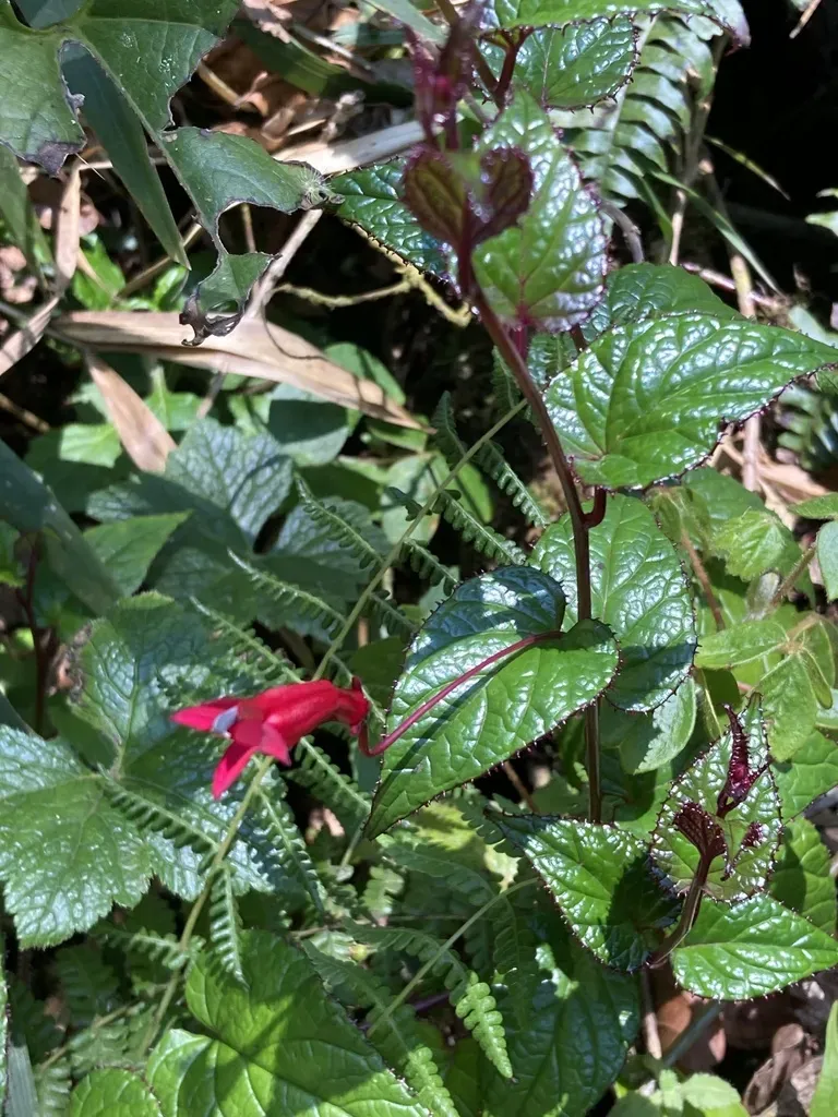 Centropogon Costaricae