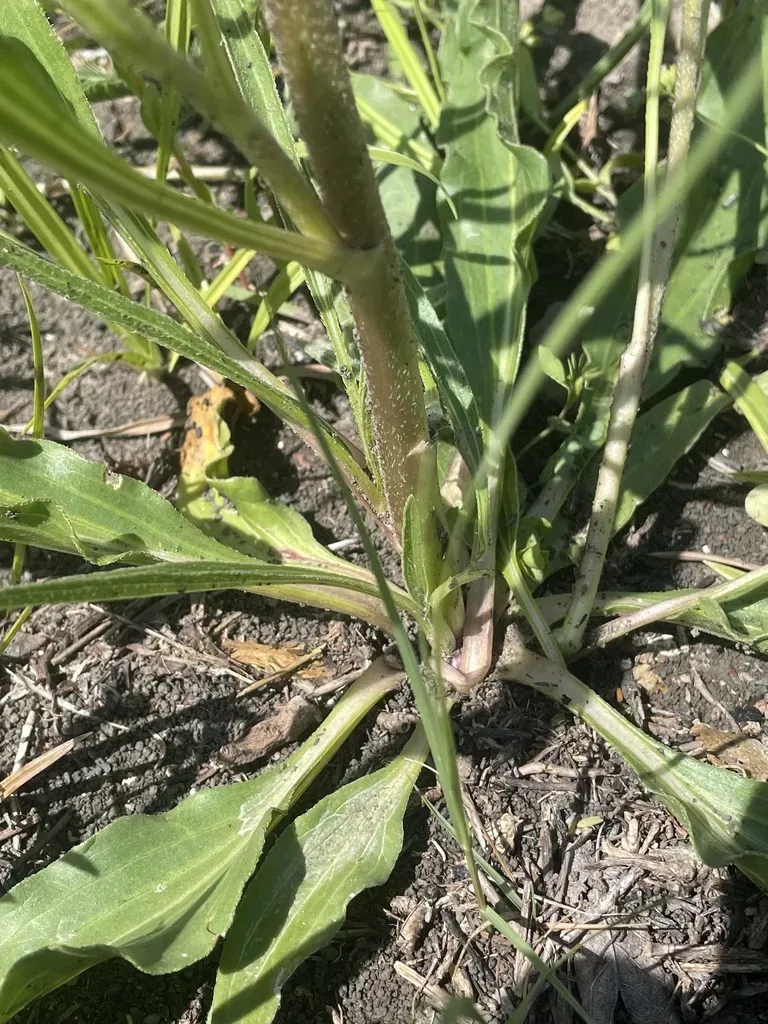 Topeka Purple Coneflower