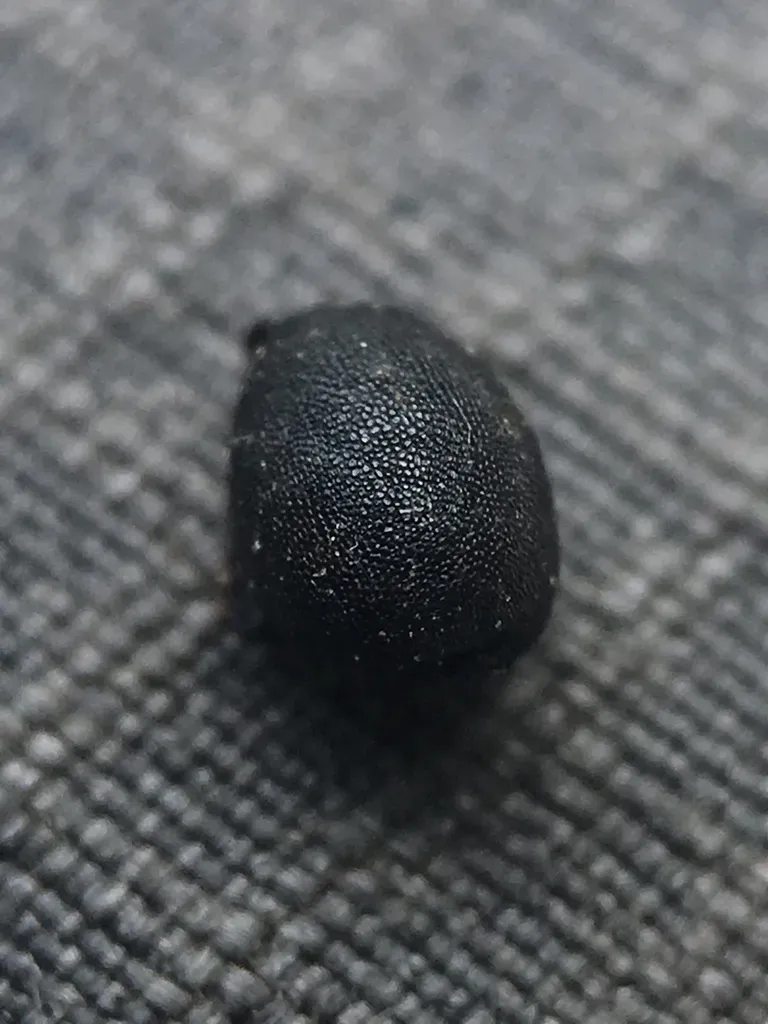 San Clemente Island Triteleia