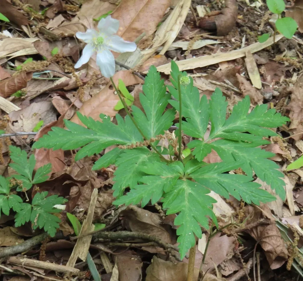 Anemonoides Nikoensis