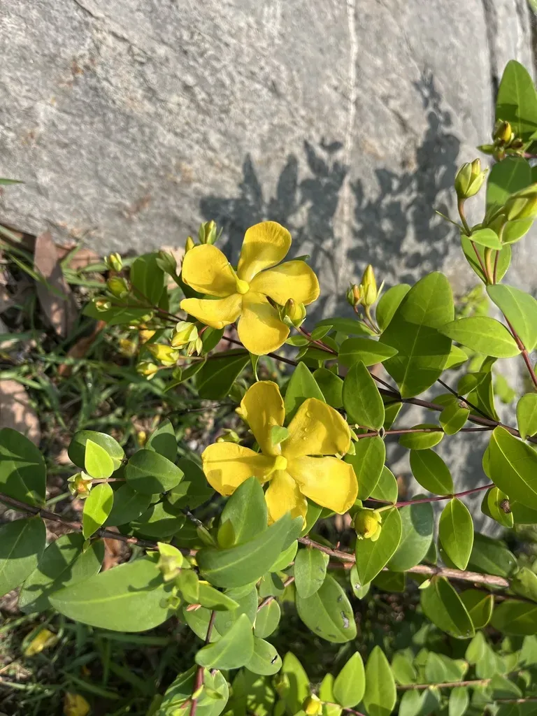 Hypericum Formosanum