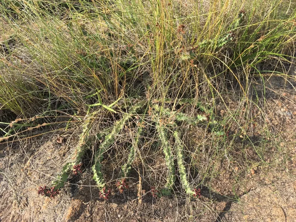 Euphorbia Vandermerwei
