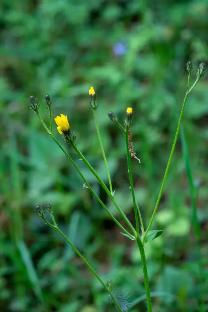 Japanese Oxtongue