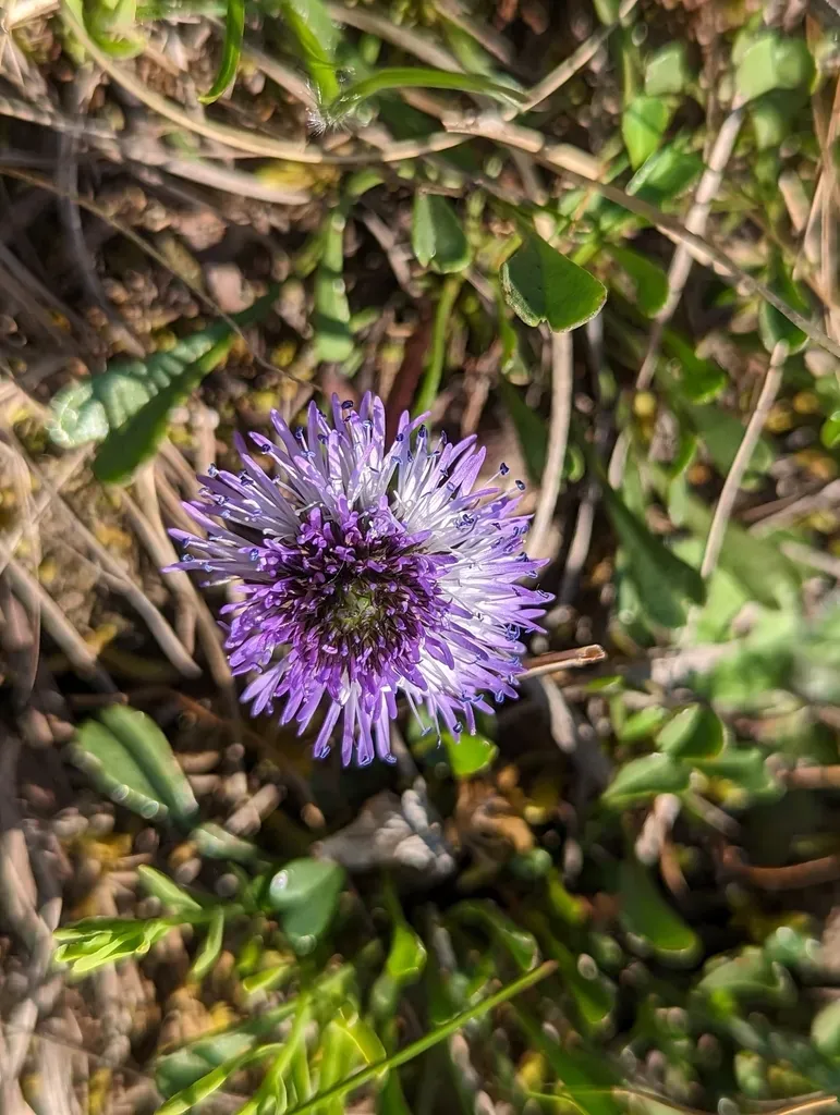 Heart-leaved Globe Daisy