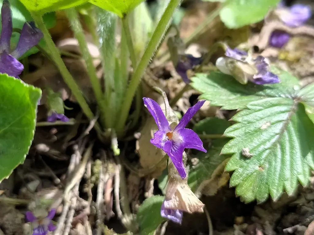 Hill Violet