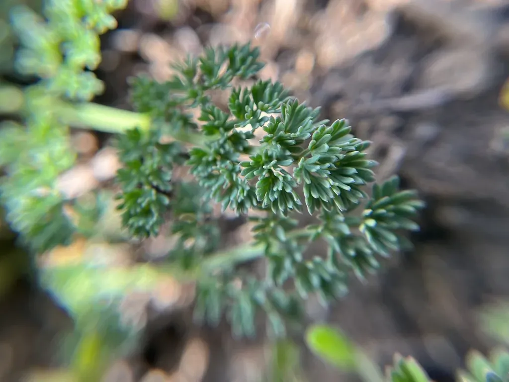 Seseli Hippomarathrum