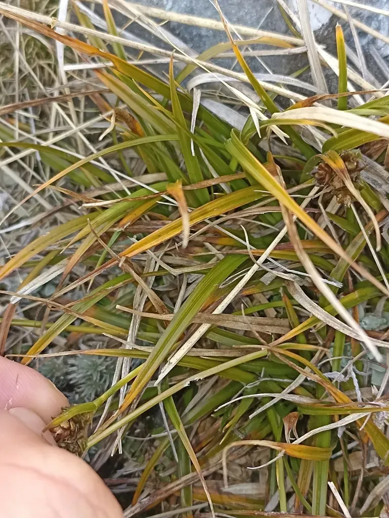 Carex Wakatipu