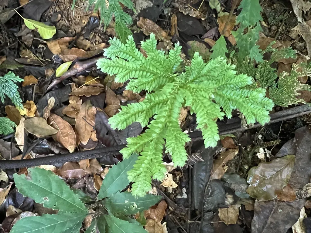 Selaginella Hordeiformis