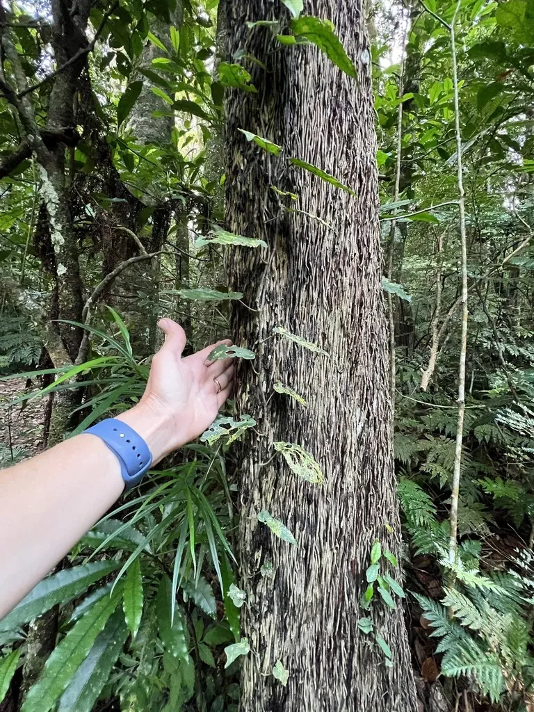 Sphaeropteris Intermedia