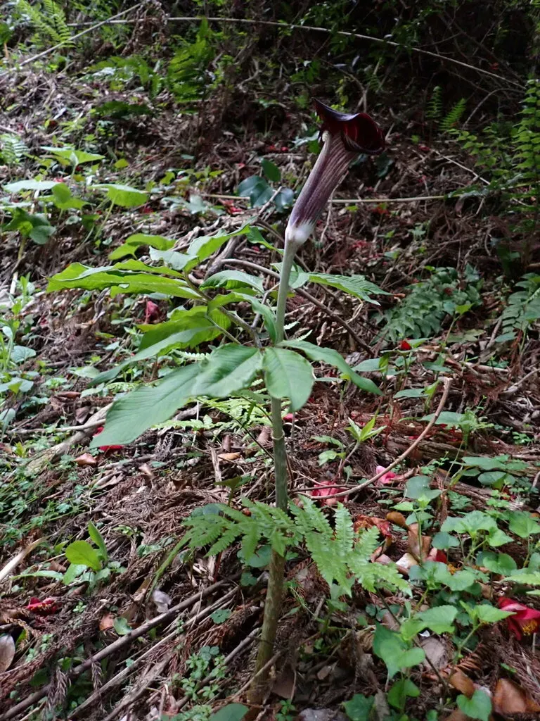 Arisaema Mayebarae