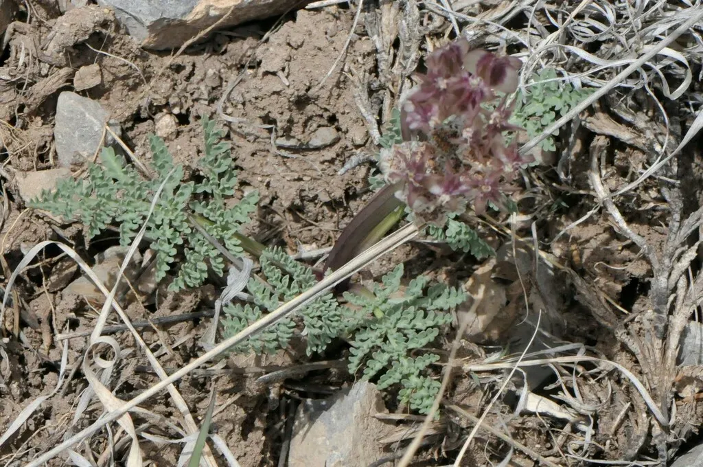 Constance's Spring Parsley