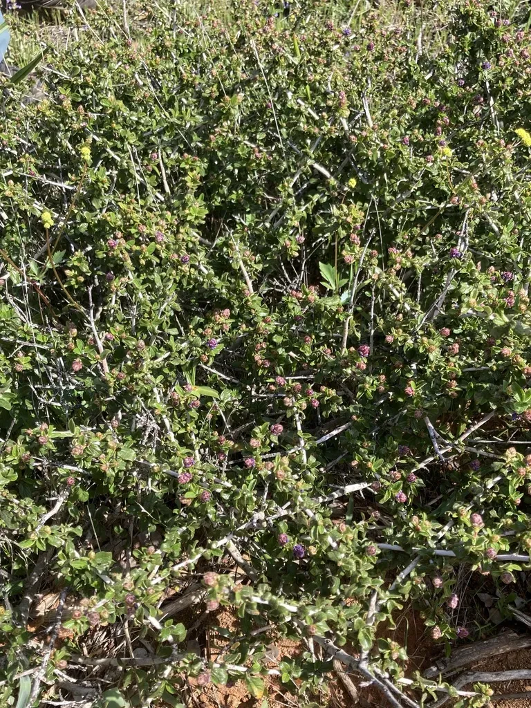 Lemmon's Ceanothus