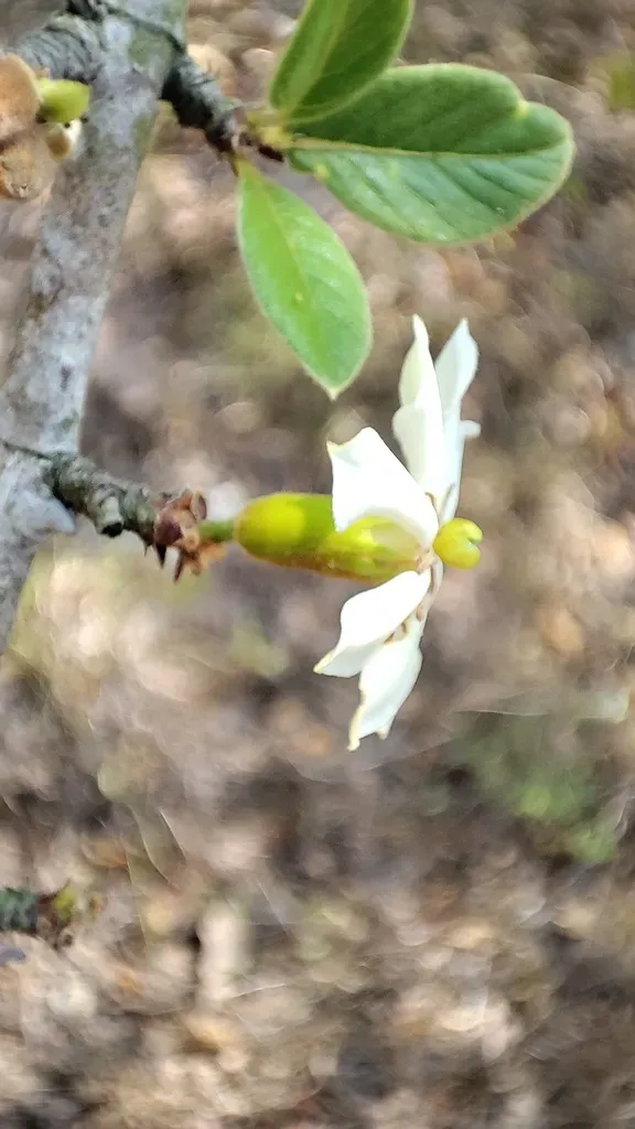 Catunaregam Tomentosa