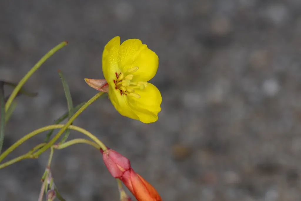 Kern River Evening-primrose