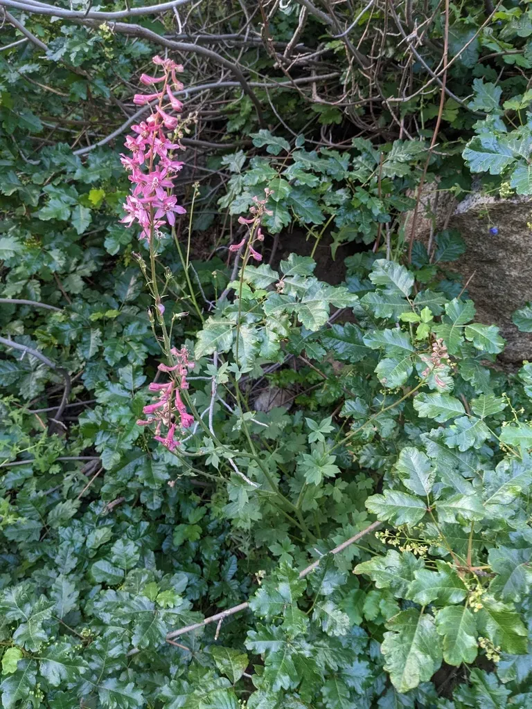 Rose-flowered Larkspur
