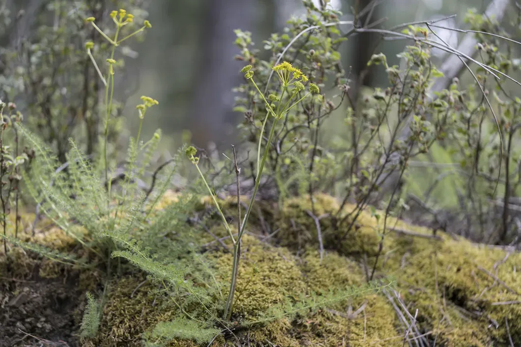 Lesser Fennel