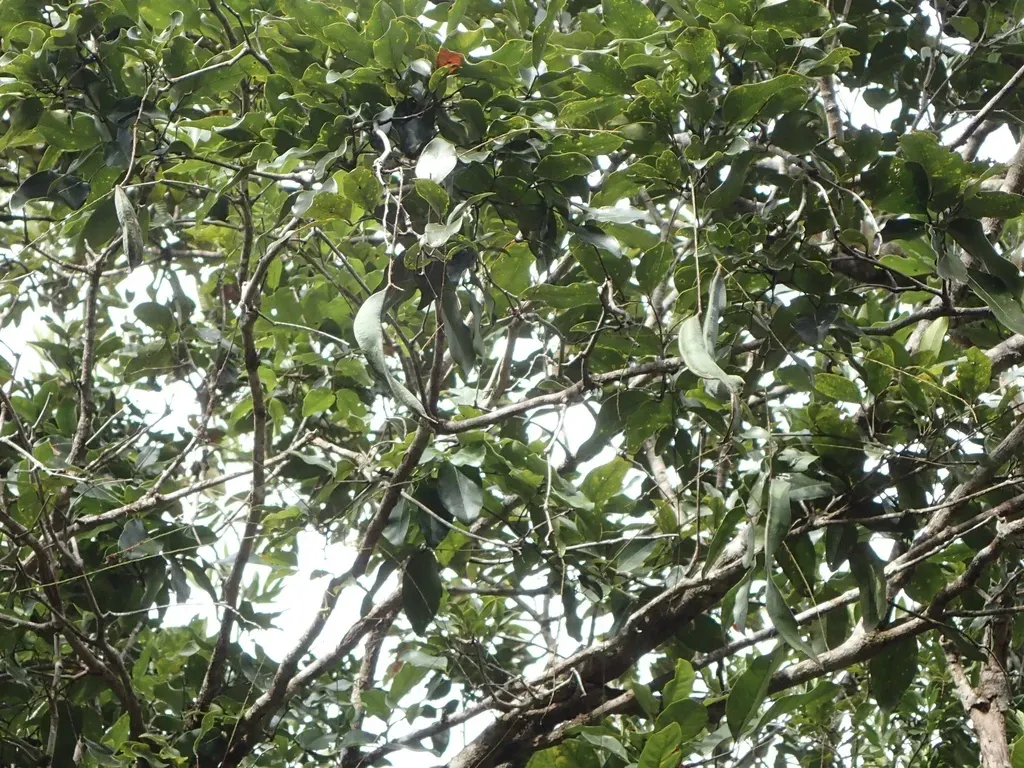 Archidendropsis Paivana