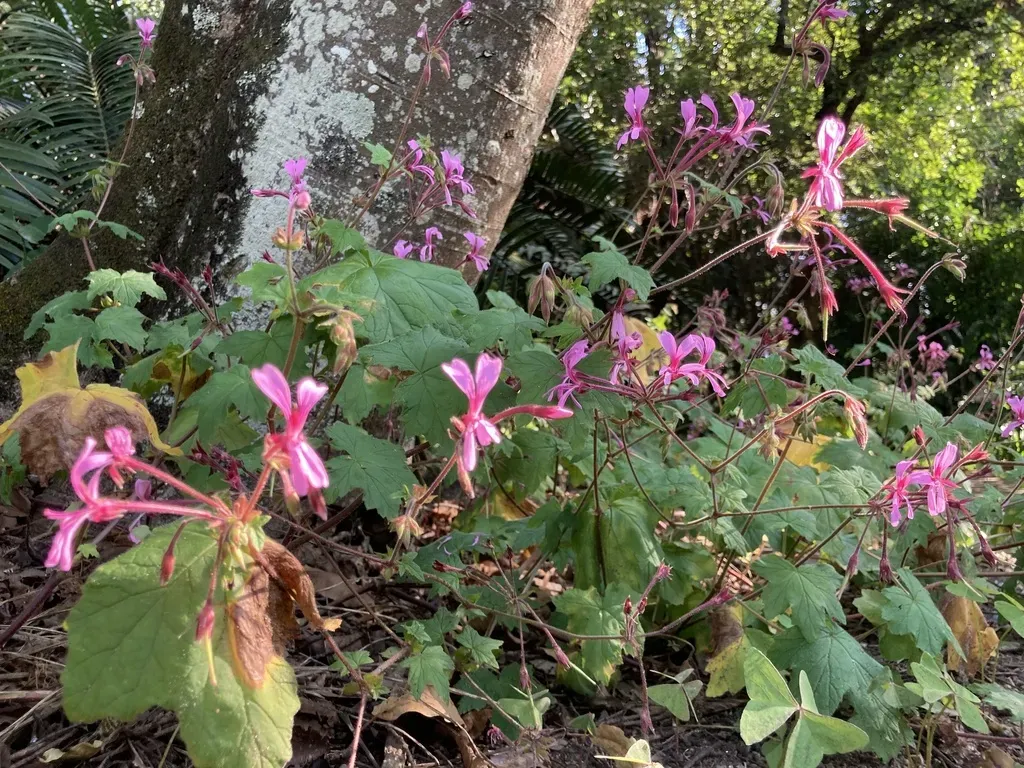 Pelargonium Transvaalense