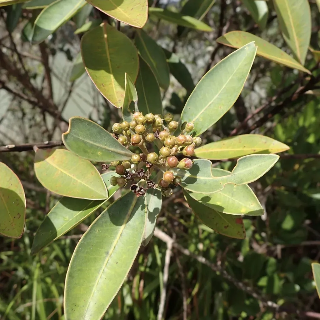Tristaniopsis Glauca