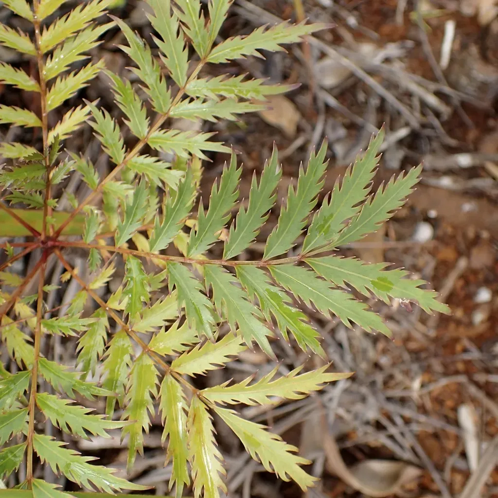 Myodocarpus Fraxinifolius
