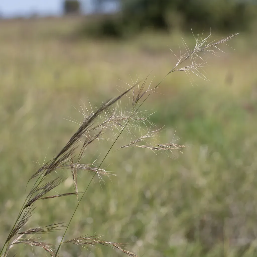 Feathertop Wiregrass