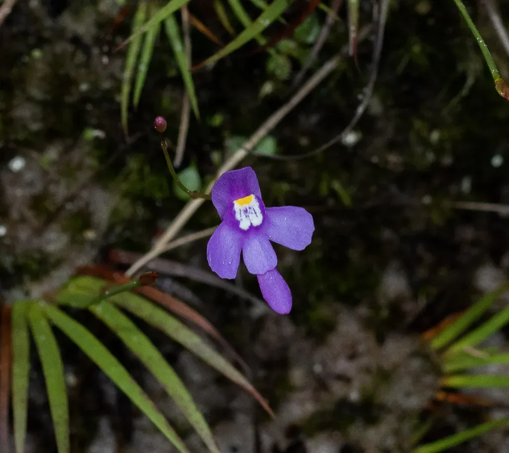 Utricularia Damazioi