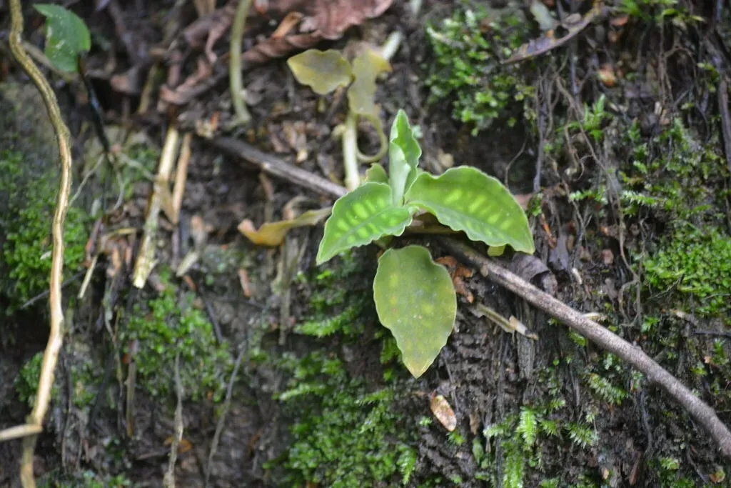 Cystorchis Variegata