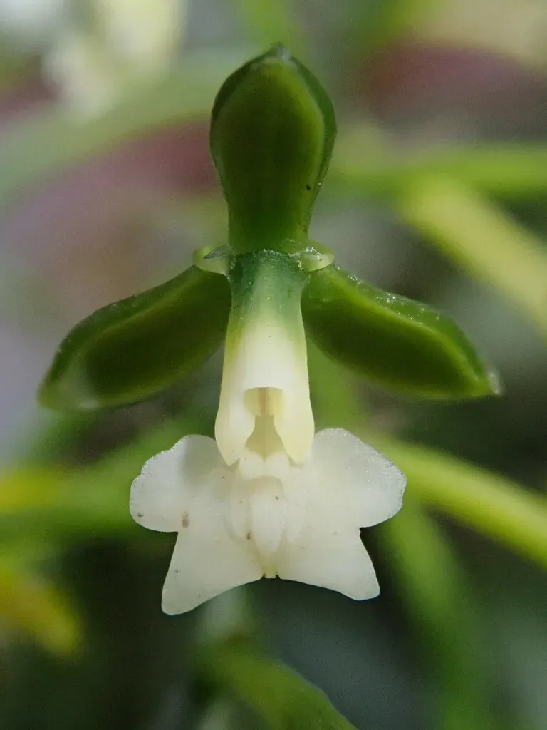 Epidendrum Parviflorum