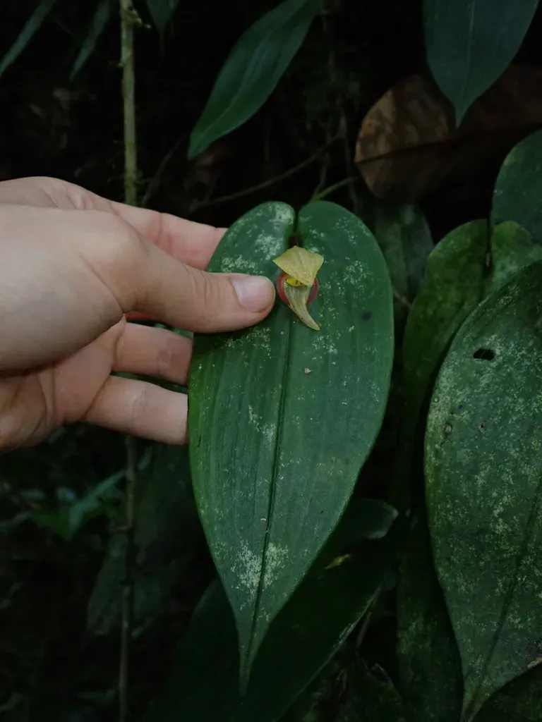 Pleurothallis Siphoglossa