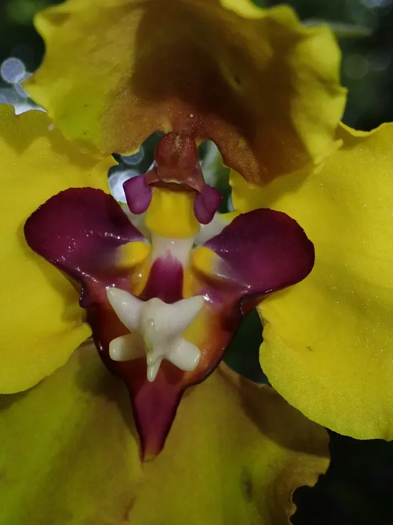 Cyrtochilum Macranthum