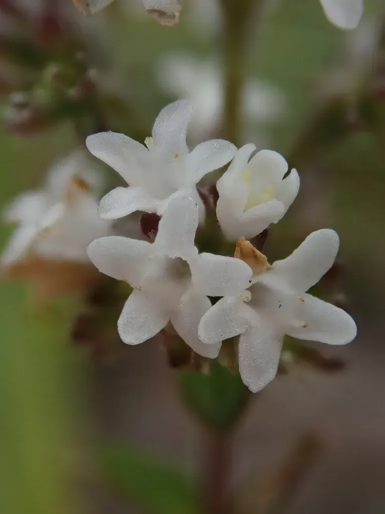 Valeriana Microphylla