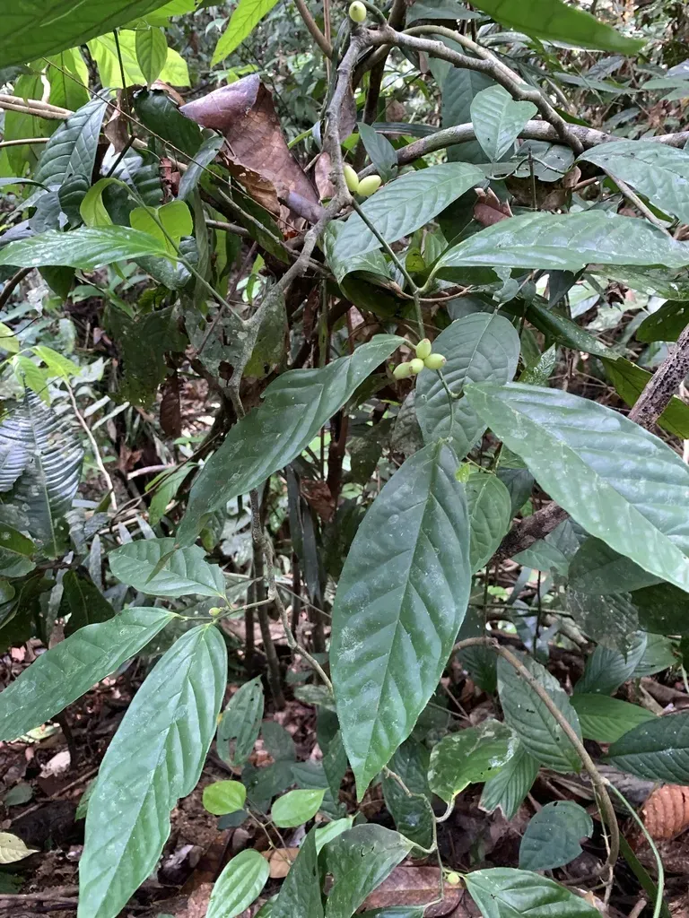 Gomphandra Cumingiana