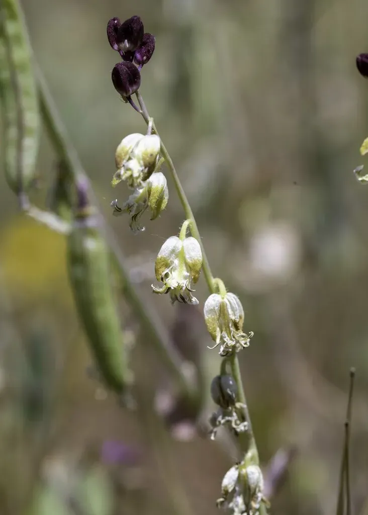California Jewelflower