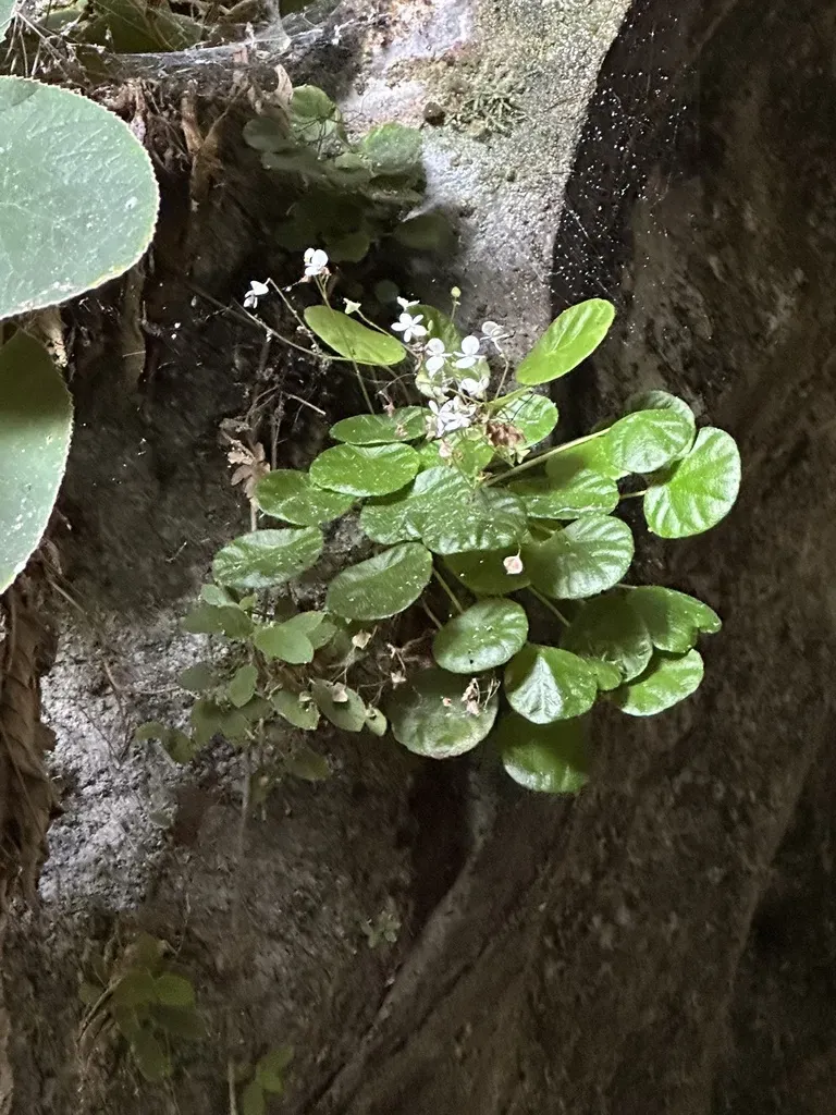 Begonia Speluncae