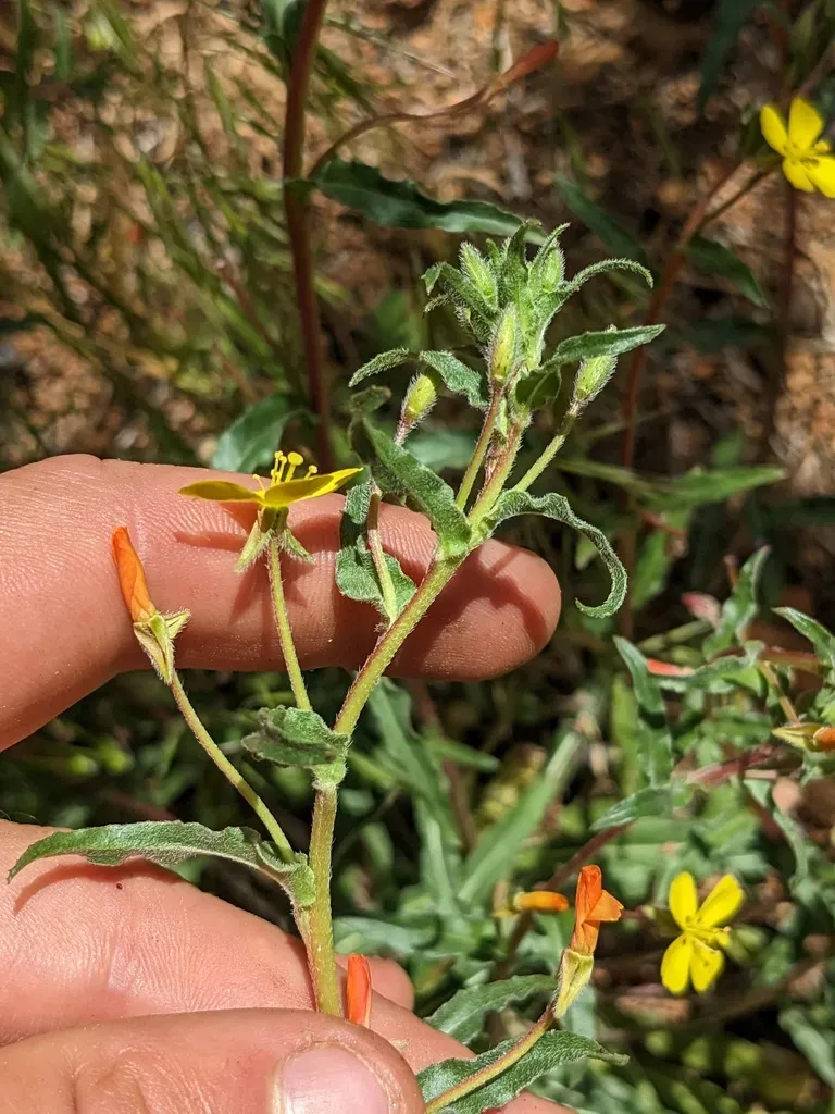 San Bernardino Suncup