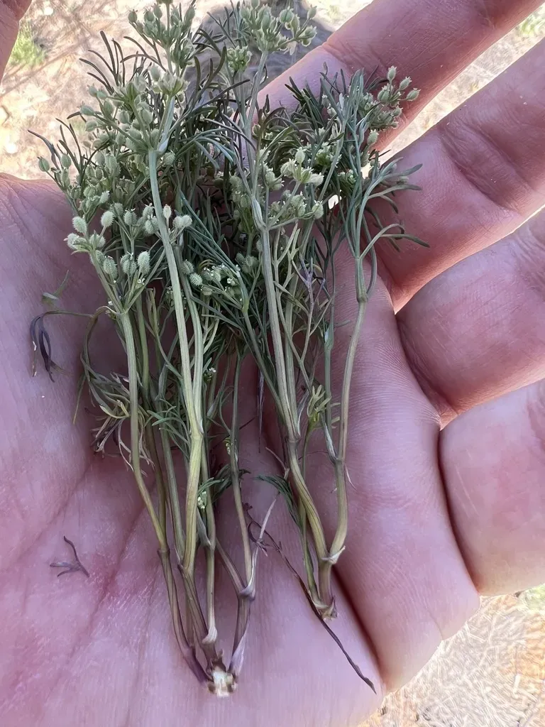 Western Bristly Scaleseed