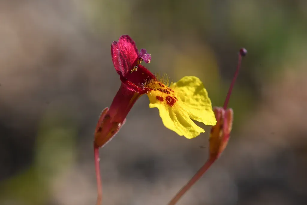 Kelso Creek Monkeyflower