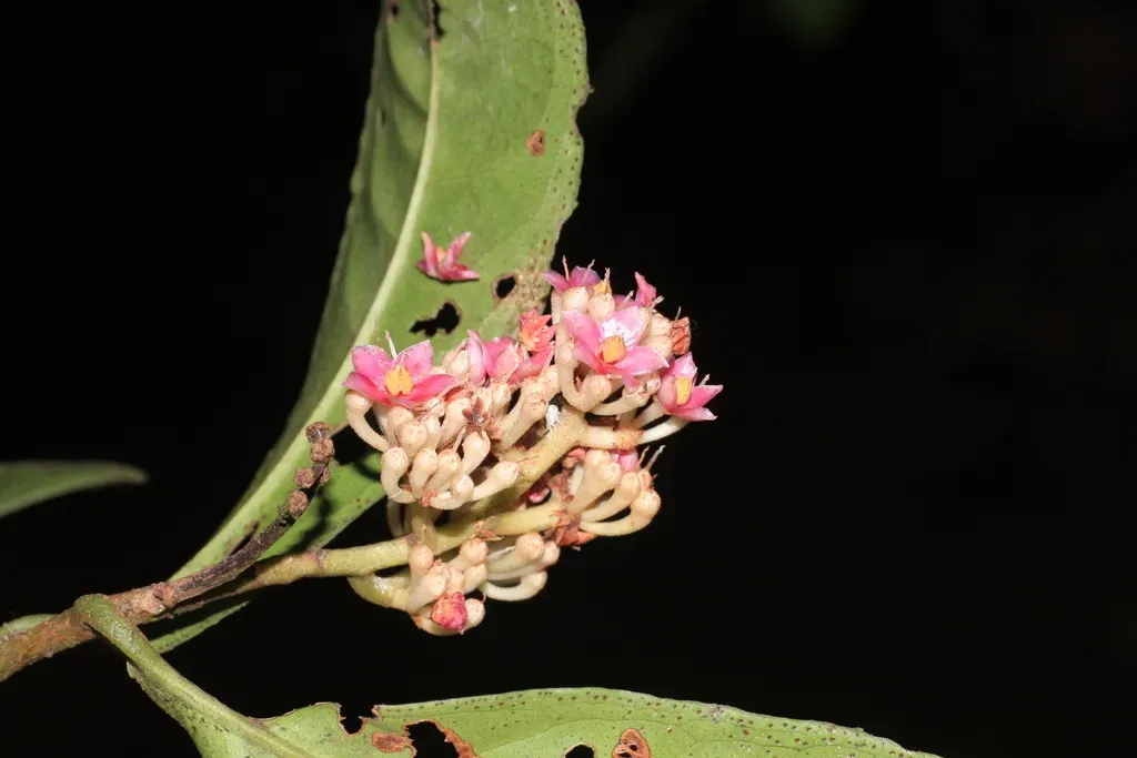 Ardisia Rhomboidea